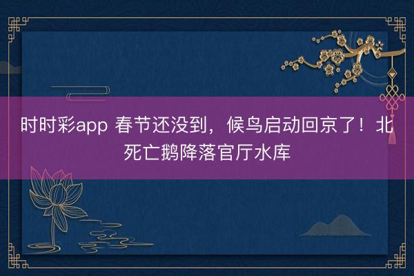 時時彩app 春節還沒到，候鳥啟動回京了！北死亡鵝降落官廳水庫