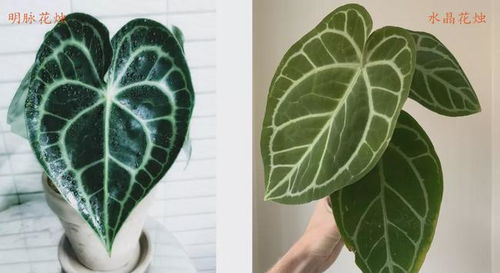 比水晶花燭還美的明脈花燭,有天鵝絨般的質(zhì)感,開(kāi)的花朵似飛鶴